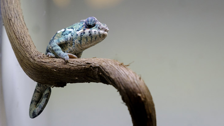 Expoterraria Vist a La Farga